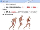 2024-2025學(xué)年北師大版生物七年級下冊 4.11.3  動物運動的形成 (2) 課件