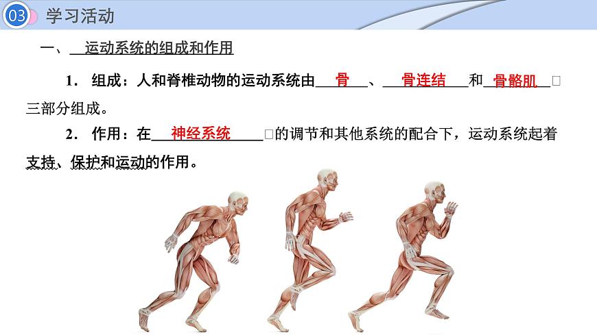 2024-2025学年北师大版生物七年级下册 4.11.3  动物运动的形成 (2) 课件第3页