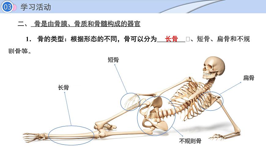 2024-2025学年北师大版生物七年级下册 4.11.3  动物运动的形成 (2) 课件第4页