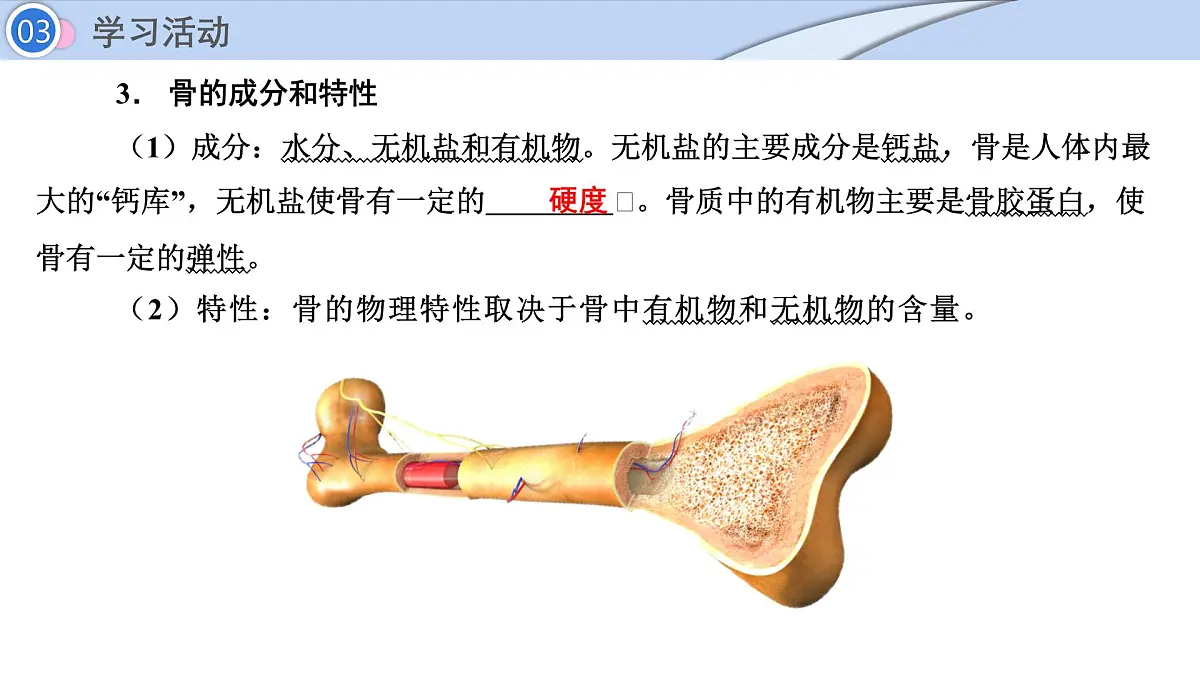 2024-2025学年北师大版生物七年级下册 4.11.3 动物运动的形成 (2) 课件第6页