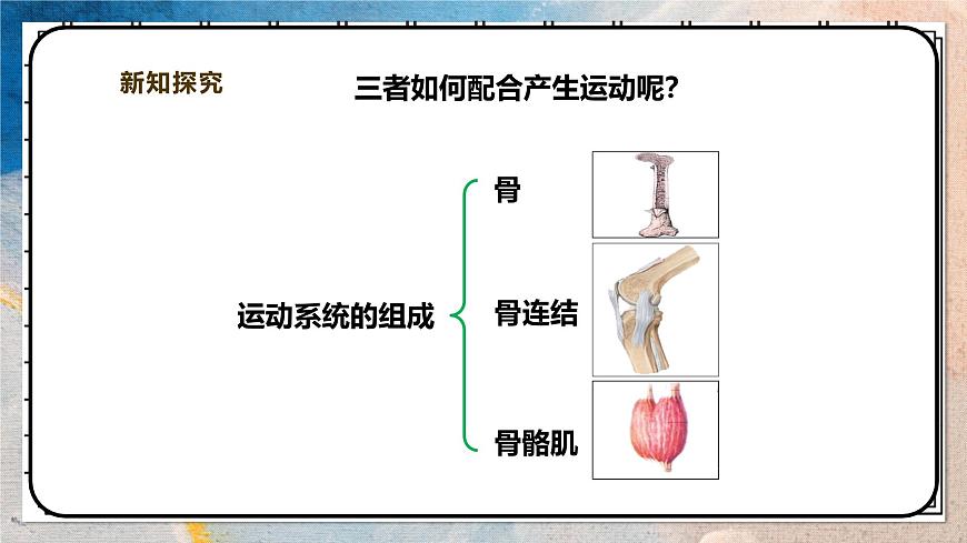 2024-2025学年北师大版生物七年级下册 4.11.3 运动的形成 课件第4页