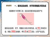 2024-2025學(xué)年北師大版生物七年級下冊 4.11.3 運動的形成 課件