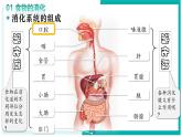4.2.2 消化和吸收 - 初中生物七年級下冊 同步教學(xué)課件+教學(xué)設(shè)計(jì)（人教版2024）