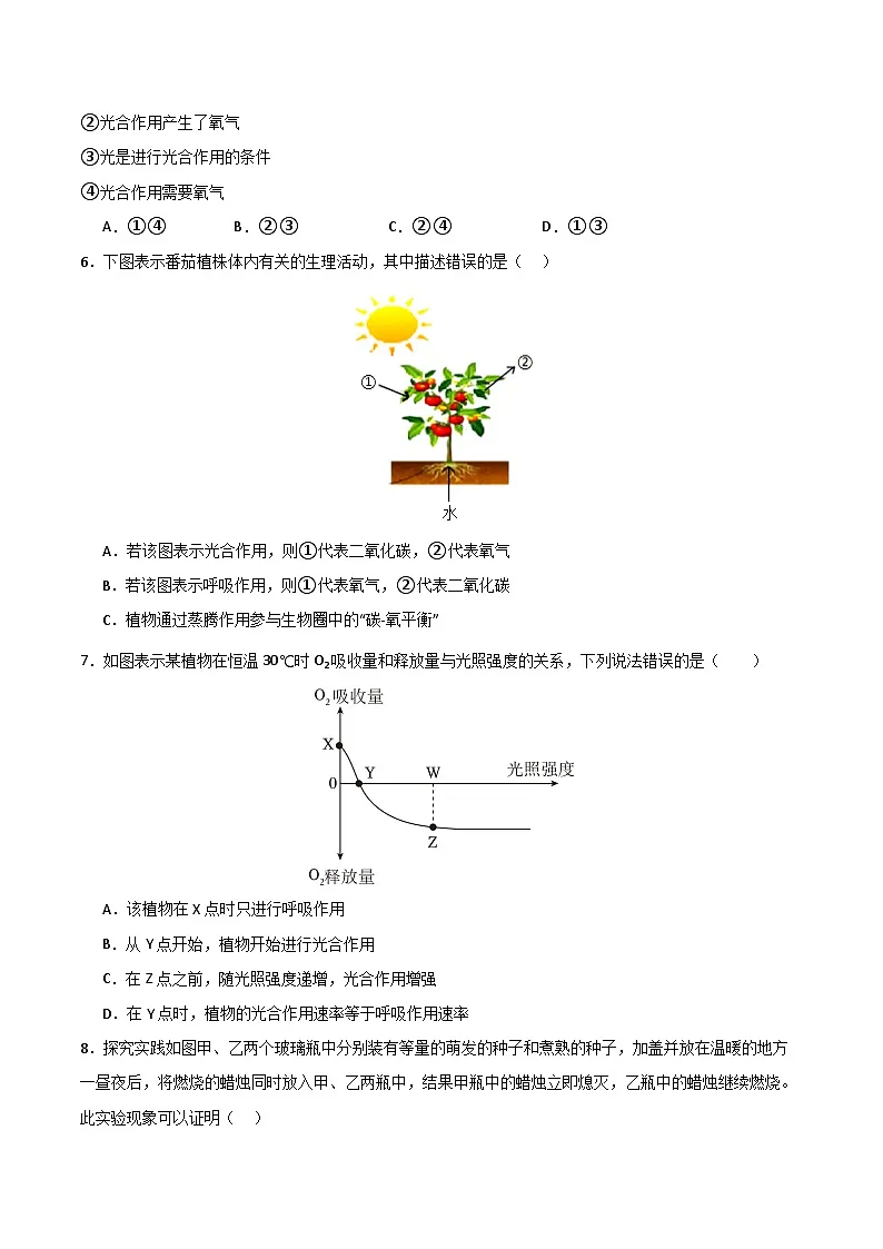 苏教版（2024）七年级下册生物第11章《植物的光合作用和呼吸作用》单元测试卷（含答案解析）第2页