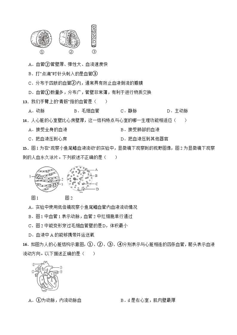广东省揭阳市揭东区2023-2024学年七年级下学期期中考试生物试卷第3页