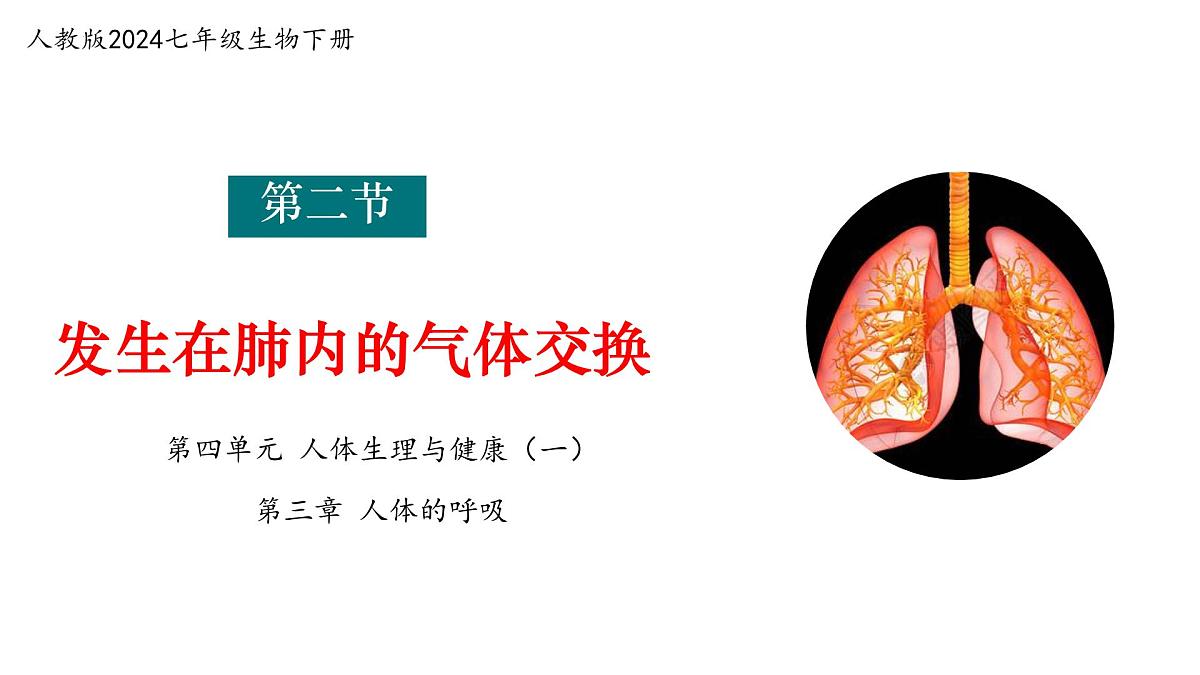 4.3.2 发生在肺内的气体交换 课件 2025学年人教版生物七年级下册第1页