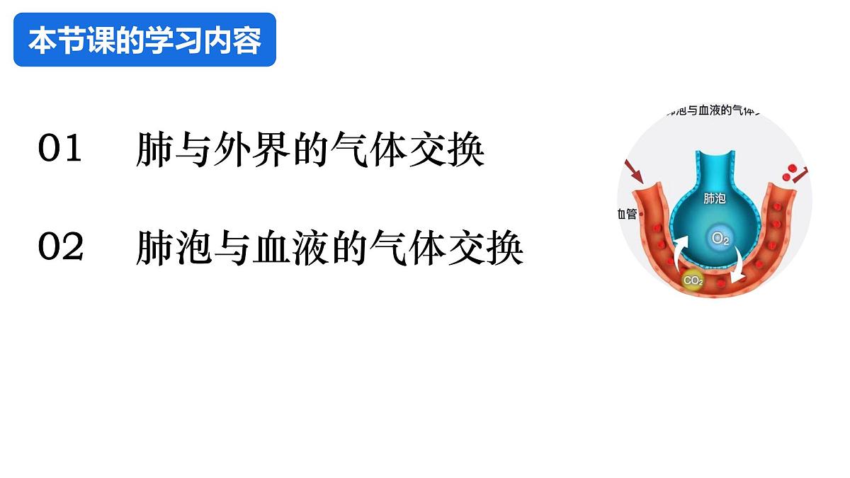 4.3.2 发生在肺内的气体交换 课件 2025学年人教版生物七年级下册第2页