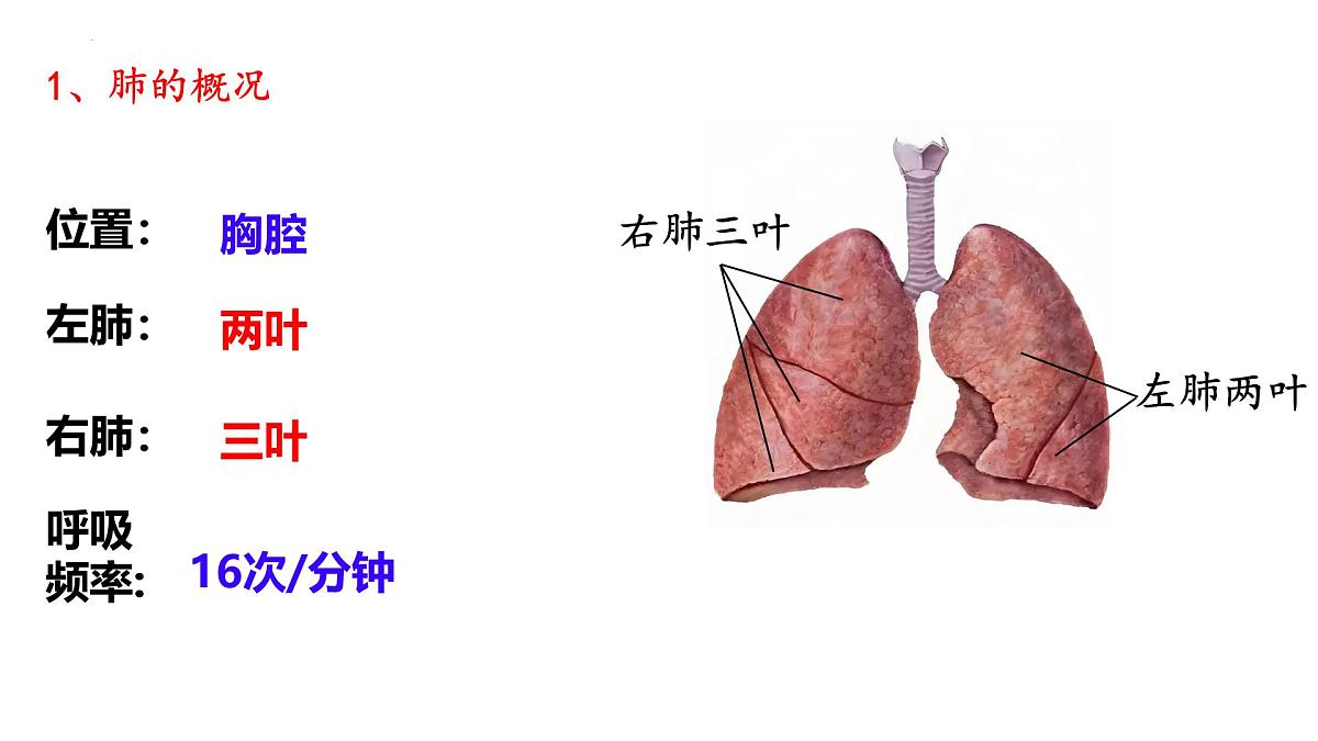 4.3.2 发生在肺内的气体交换 课件 2025学年人教版生物七年级下册第5页