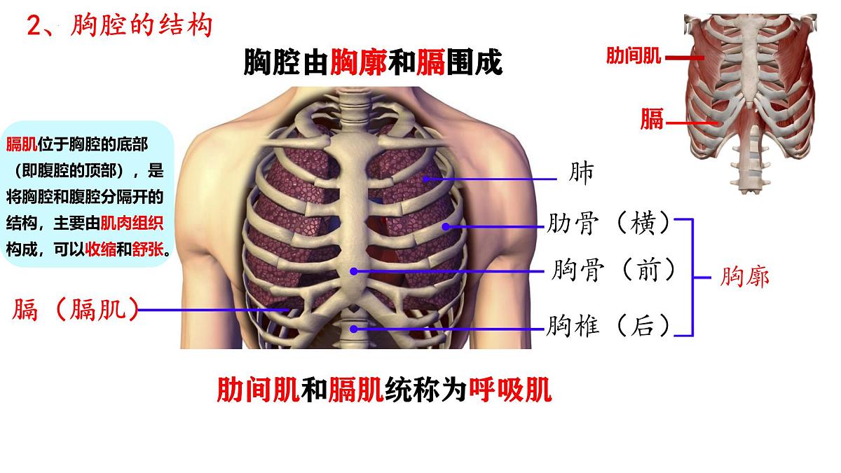 4.3.2 发生在肺内的气体交换 课件 2025学年人教版生物七年级下册第6页