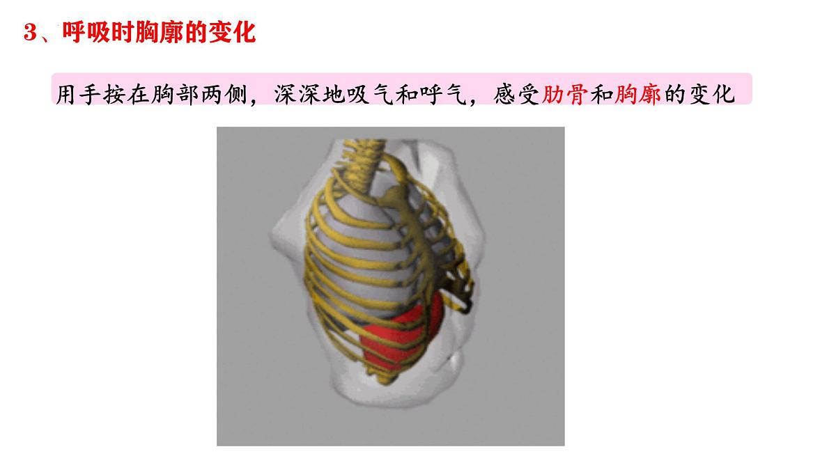4.3.2 发生在肺内的气体交换 课件 2025学年人教版生物七年级下册第7页