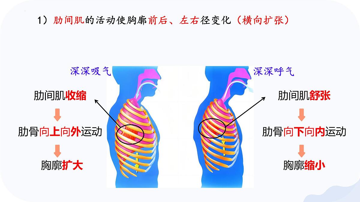 4.3.2 发生在肺内的气体交换 课件 2025学年人教版生物七年级下册第8页