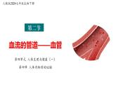 第四單元 4.2血液的管道—血管（人教版2024年新教材七年級(jí)生物下冊(cè)同步教學(xué)課件）
