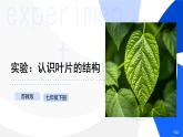 實驗03 認識葉片的結構-【實驗專攻】2025學年七年級生物下冊實驗精講課（蘇教版2024）課件