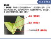 實驗03 認識葉片的結構-【實驗專攻】2025學年七年級生物下冊實驗精講課（蘇教版2024）課件