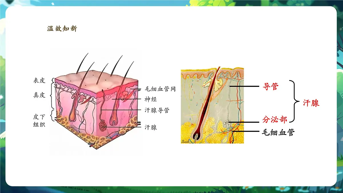 【核心素养】3.5.1神经系统的组成 课件+视频素材第3页