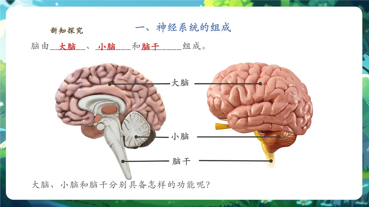 【核心素养】3.5.1神经系统的组成 课件+视频素材第8页