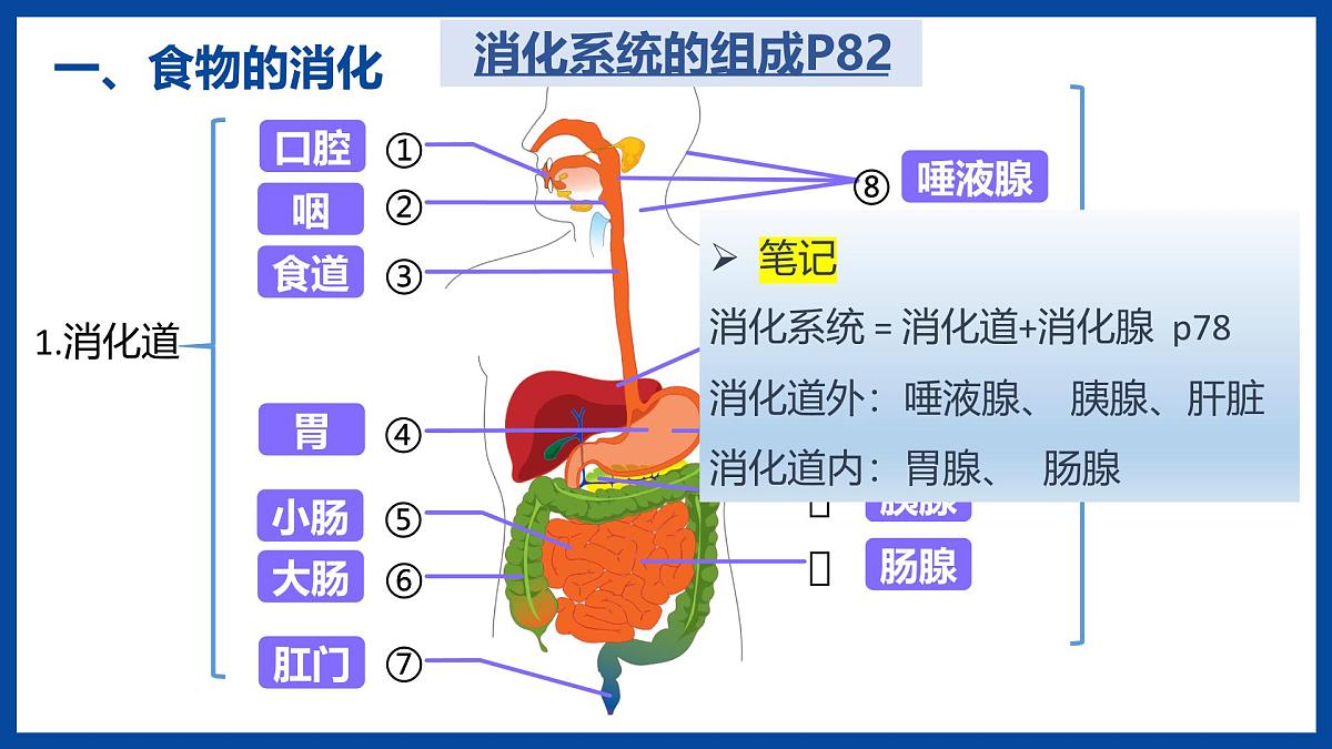 人教版生物七年级下册4.2.2《消化和吸收》课件第6页