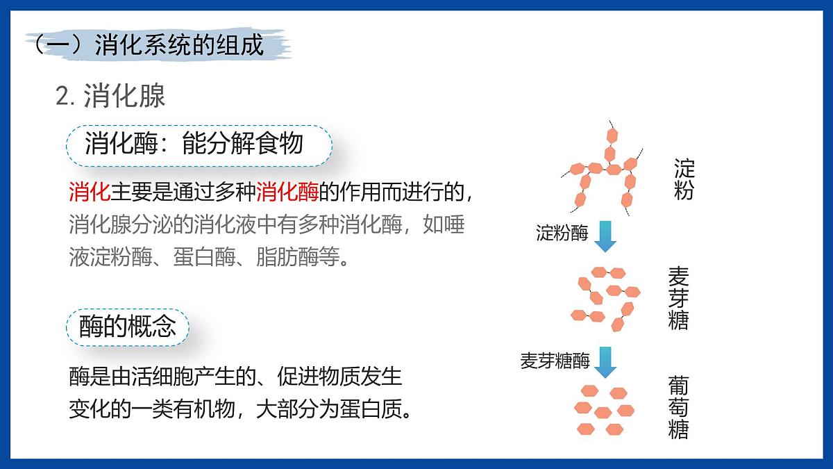 人教版生物七年级下册4.2.2《消化和吸收》课件第7页