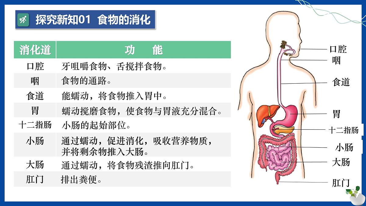 人教版生物七年级下册4.2.2《消化和吸收》课件第8页
