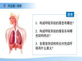 第三章第一節(jié) 呼吸系統(tǒng)的組成 課件 生物冀少版（2024）七年級(jí)下冊(cè)