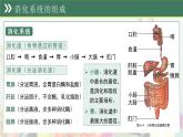 第三單元第一章 消化系統(tǒng)與營(yíng)養(yǎng)攝取 章節(jié)復(fù)習(xí)課件 生物冀少版（2024）七年級(jí)下冊(cè)