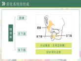 第三單元第一章 消化系統(tǒng)與營(yíng)養(yǎng)攝取 章節(jié)復(fù)習(xí)課件 生物冀少版（2024）七年級(jí)下冊(cè)