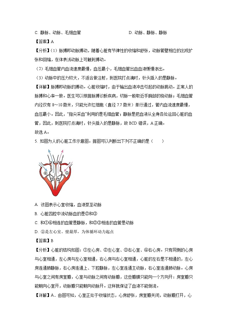 江苏省徐州市某校2024-2025学年八年级10月月考学生物试卷（解析版）第3页