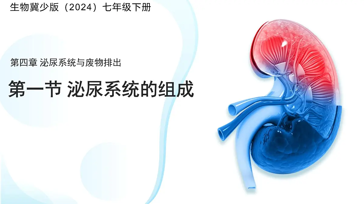 4.1泌尿系统的组成 课件 生物冀少版（2024）七年级下册第三单元第四章第1页