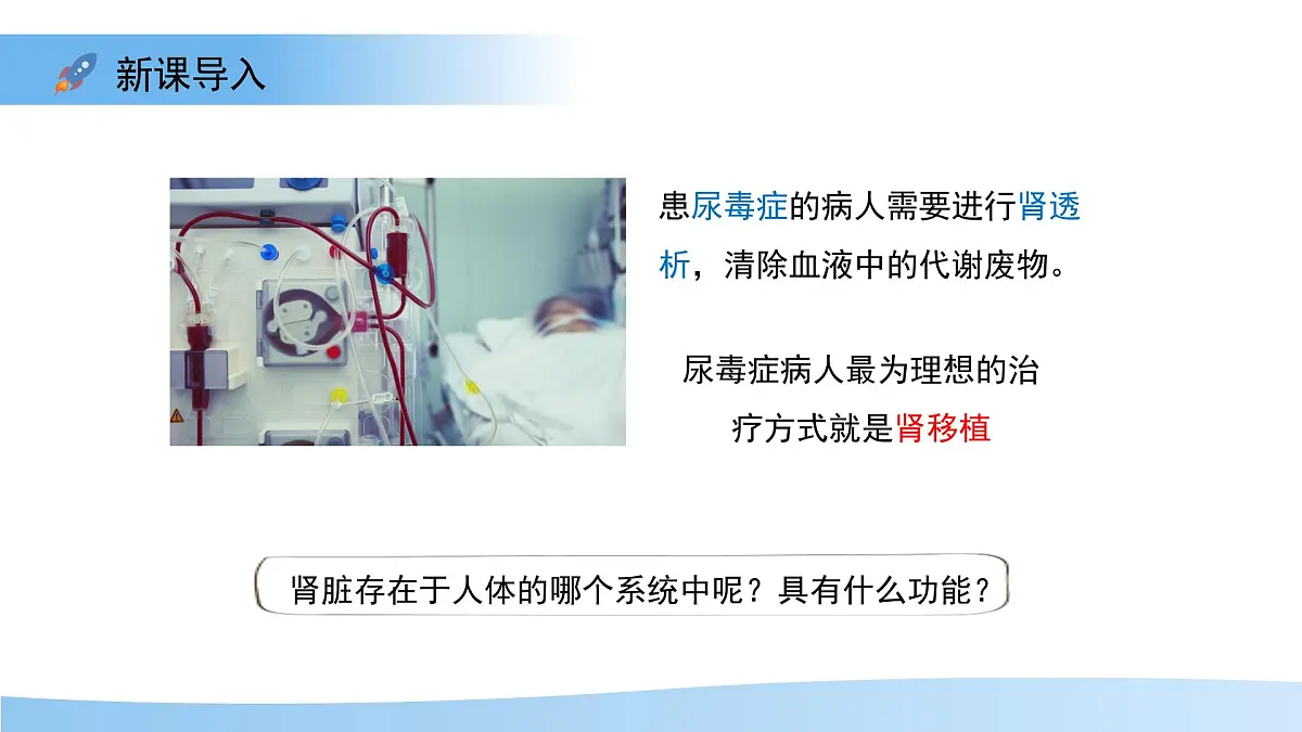 4.1泌尿系统的组成 课件 生物冀少版（2024）七年级下册第三单元第四章第3页