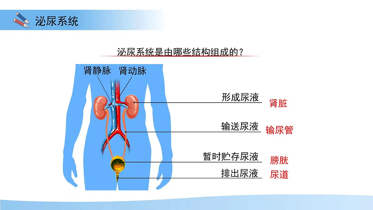 4.1泌尿系统的组成 课件 生物冀少版（2024）七年级下册第三单元第四章第4页