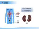 4.1泌尿系統(tǒng)的組成 課件 生物冀少版（2024）七年級下冊第三單元第四章