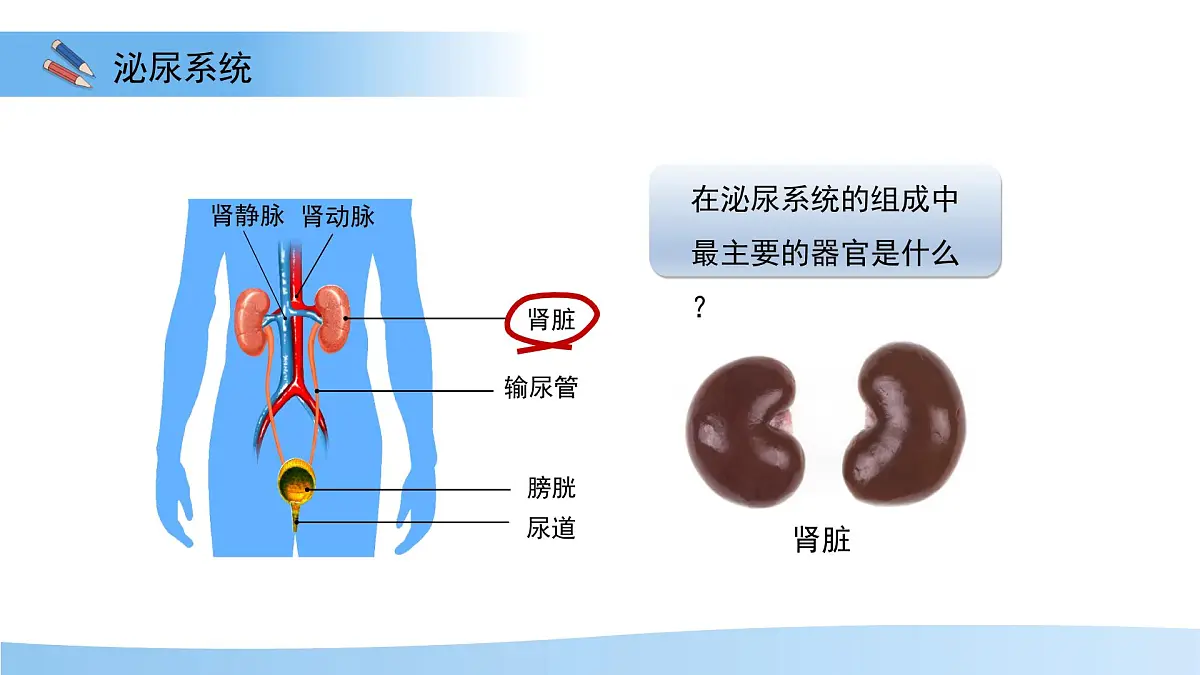 4.1泌尿系统的组成 课件 生物冀少版（2024）七年级下册第三单元第四章第5页