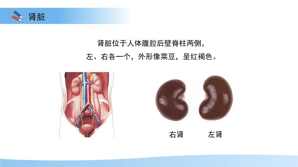 4.1泌尿系统的组成 课件 生物冀少版（2024）七年级下册第三单元第四章第6页