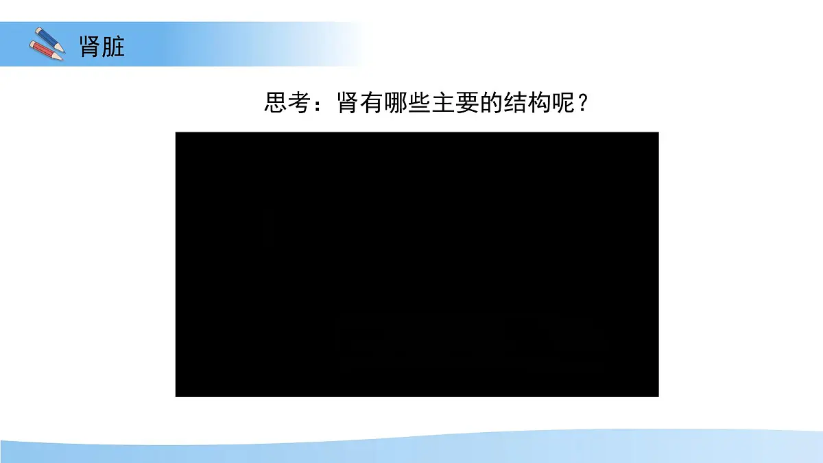 4.1泌尿系统的组成 课件 生物冀少版（2024）七年级下册第三单元第四章第7页