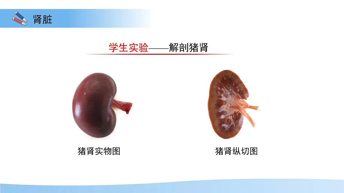4.1泌尿系统的组成 课件 生物冀少版（2024）七年级下册第三单元第四章第8页