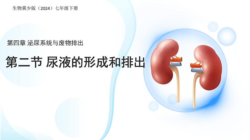 4.2 尿液的形成和排出 课件 生物冀少版（2024）七年级下册第三单元第四章第1页