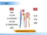 4.2 尿液的形成和排出 課件 生物冀少版（2024）七年級(jí)下冊(cè)第三單元第四章