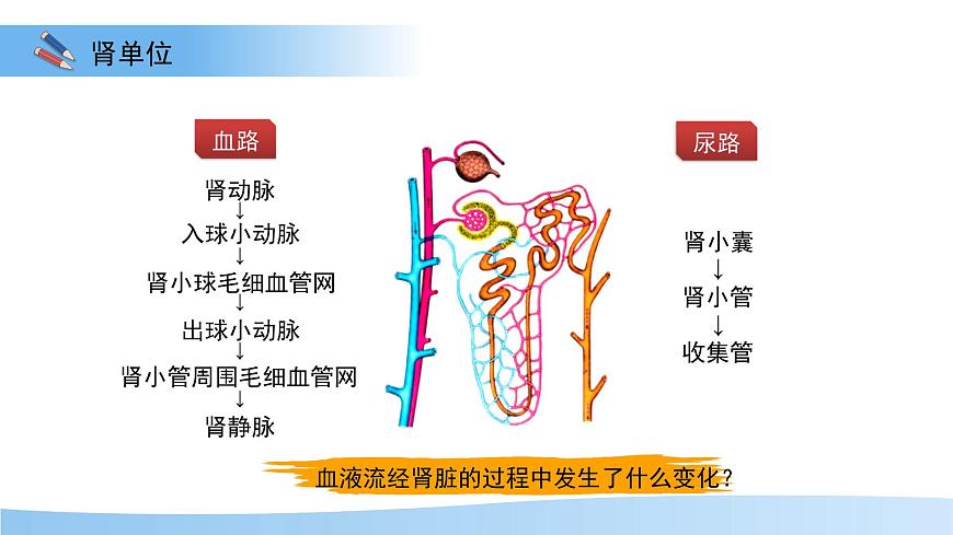 4.2 尿液的形成和排出 课件 生物冀少版（2024）七年级下册第三单元第四章第4页