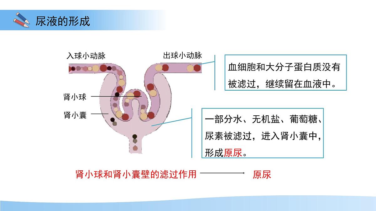 4.2 尿液的形成和排出 课件 生物冀少版（2024）七年级下册第三单元第四章第6页