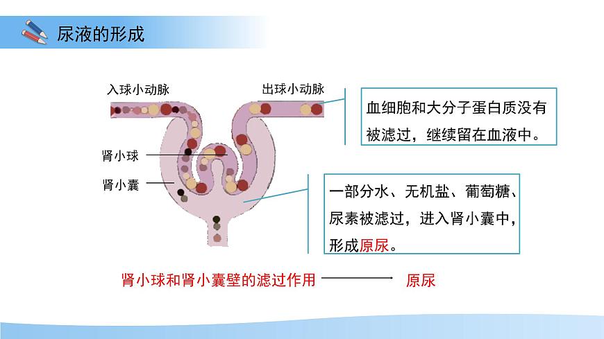 4.2 尿液的形成和排出 课件 生物冀少版（2024）七年级下册第三单元第四章第6页