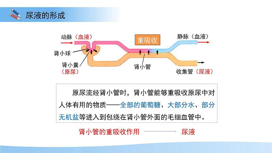 4.2 尿液的形成和排出 课件 生物冀少版（2024）七年级下册第三单元第四章第8页