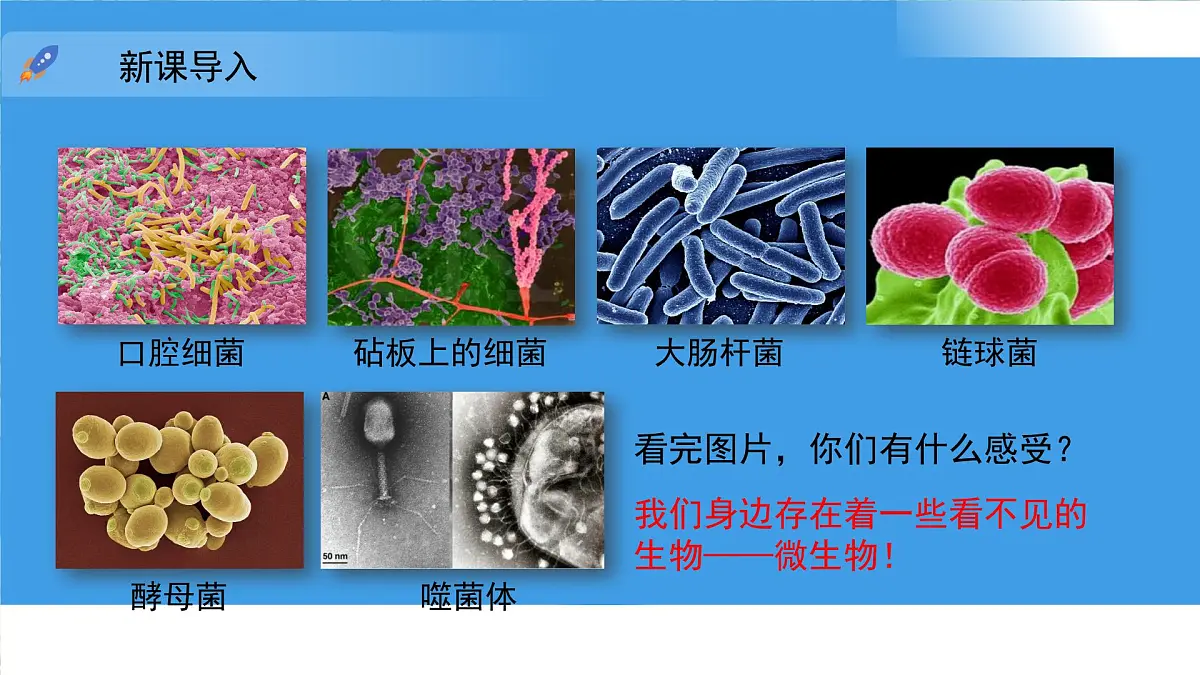 3.3.1 微生物在环境中的分布 课件 生物鲁科版（2024）六年级下册第3页