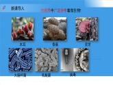 3.3.1 微生物在環(huán)境中的分布 課件 生物魯科版（2024）六年級下冊