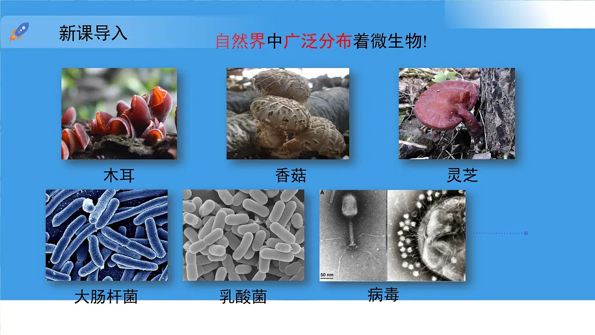 3.3.1 微生物在环境中的分布 课件 生物鲁科版（2024）六年级下册第5页