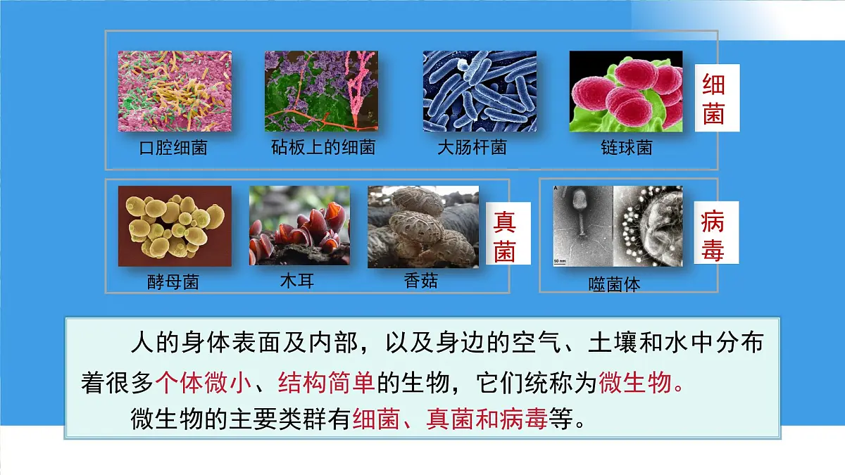 3.3.1 微生物在环境中的分布 课件 生物鲁科版（2024）六年级下册第6页