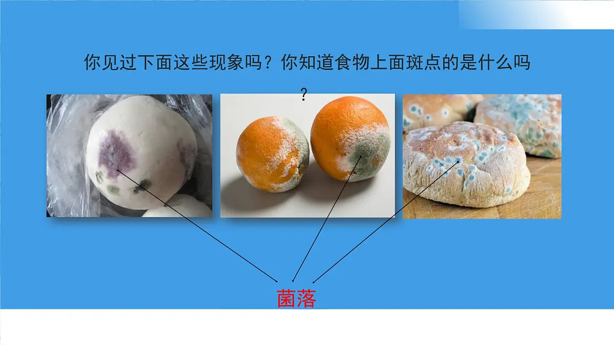 3.3.1 微生物在环境中的分布 课件 生物鲁科版（2024）六年级下册第8页