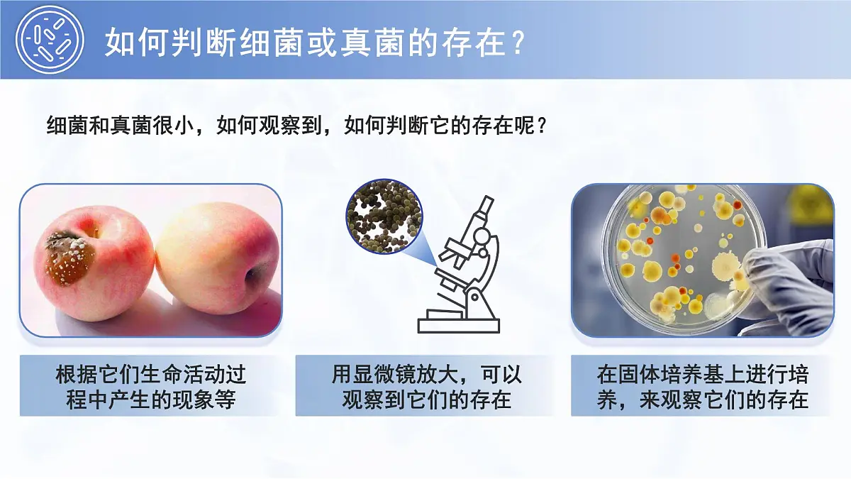 3.3.1 微生物在环境中的分布 PPT 生物鲁科版（2024）六年级下册第5页