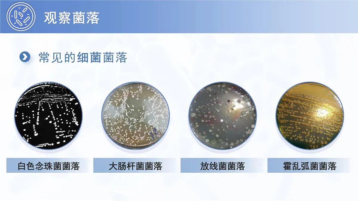 3.3.1 微生物在环境中的分布 PPT 生物鲁科版（2024）六年级下册第7页