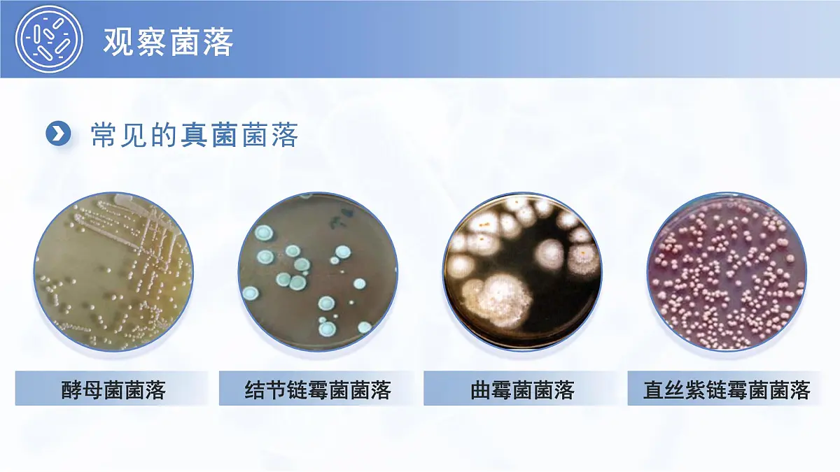3.3.1 微生物在环境中的分布 PPT 生物鲁科版（2024）六年级下册第8页