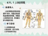 4.11.1 人體的骨骼（課件）2025學年七年級生物下冊北師大版